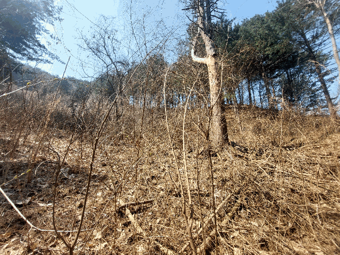 본건 전경