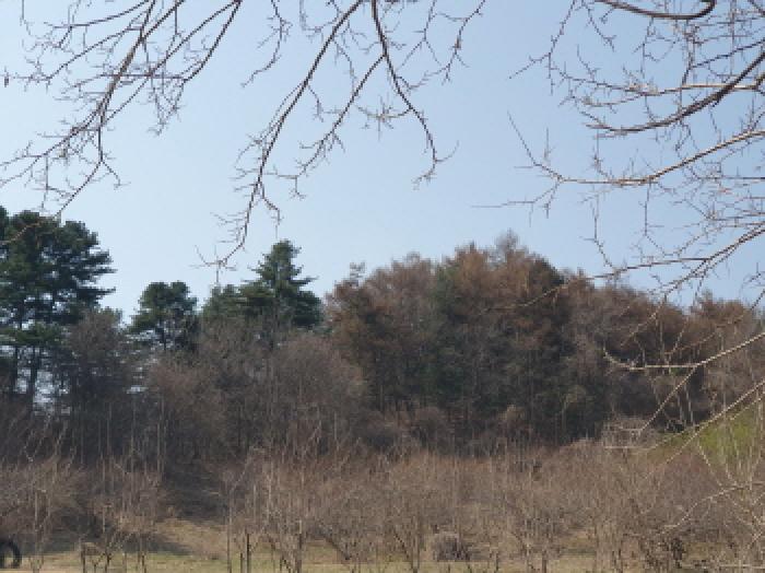 전경