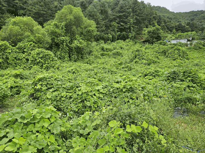본건 내